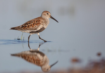 Dunlin - adult bird at a wetland on the spring migration 