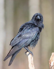 Common Raven - in winter at a wet forest