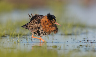 Ruff - male bird at a wetland on the mating season in spring