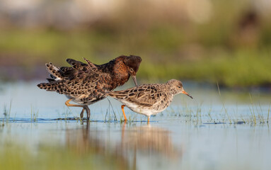  The ruff - pair at wetland on a mating season in spring