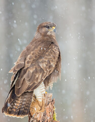 Common Buzzard in early spring at a wet forest