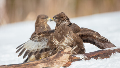 Common Buzzard in early spring at a wet forest