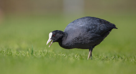 Eurasian coot - adult bird in spring