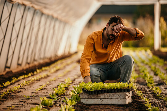 Startup farmer, sustainability, and male in the vegetable nursery, agro garden, or small business.