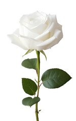 White, elegant rose with a green stem. Isolated on a transparent background. KI. 