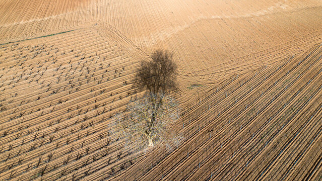 Aerial view of vineyards in early spring in the province of Valladolid in the Ribera del Duero appellation of origin area in Spain