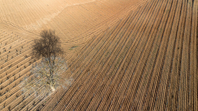 Aerial view of vineyards in early spring in the province of Valladolid in the Ribera del Duero appellation of origin area in Spain