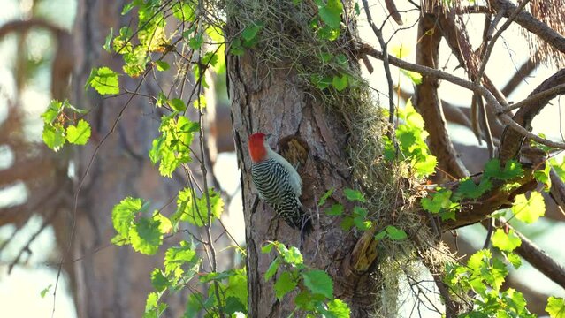 A red-bellied woodpecker bird looking for food perched on a tree branch in summer Florida woods