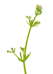 Catchweed bedstraw isolated on white background, Galium aparine