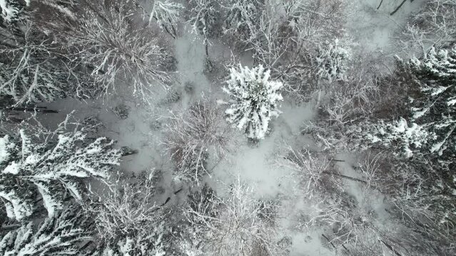 Aerial Drone Footage Plan View, 4K: Flight over a snowy forest during a snowfall. Plan view of snow-covered treetops