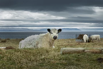 Foto op Plexiglas Ewe. Poolewe. Gairloch. Scottish Highlands. Westcoast Scotland. © A