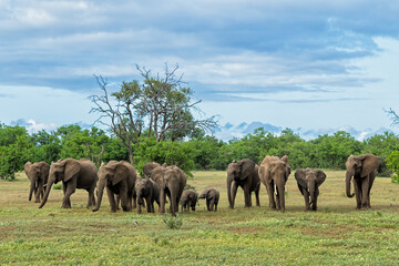 Elephants herd walking in Mashatu Game Reserve in the Tuli Block in Botswana
