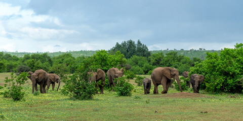 Naklejka na ściany i meble Elephants herd walking in Mashatu Game Reserve in the Tuli Block in Botswana