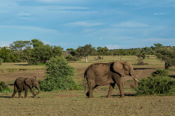 Elephants herd walking in Mashatu Game Reserve in the Tuli Block in Botswana