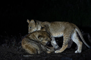 Lion (Panthera leo) cub playing in the spotlight in the night in Mashatu Game Reserve in the Tuli Block in Botswana