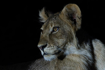 Portrait of a young Lion (Panthera leo) with a spotlight after dark in Mashatu Game Reserve in the Tuli Block in Botswana. Black background.