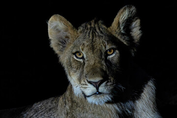 Naklejka na ściany i meble Portrait of a young Lion (Panthera leo) with a spotlight after dark in Mashatu Game Reserve in the Tuli Block in Botswana. Black background.