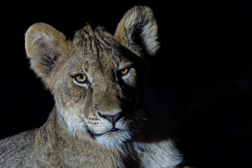 Portrait of a young Lion (Panthera leo) with a spotlight after dark in Mashatu Game Reserve in the Tuli Block in Botswana. Black background.