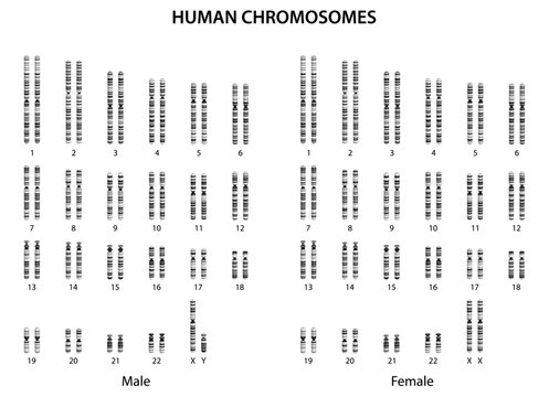 Human chromosomes (human karyotype).
