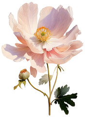 Anemone flower isolated on white, old watercolor