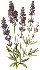 Lavender isolated on transparent background, old botanical illustration