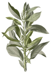 Sage isolated on transparent background, old botanical illustration