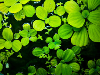Green water lilies on black water