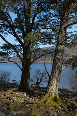 Fototapeta na wymiar Bein Eighe national park, fores, Scottish highlands, Loch Marie, lake, trees.
