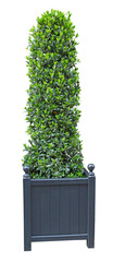 laurier thym taillé	 en pot