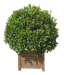 laurier thym taillé	 en pot