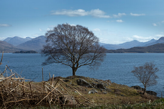 Loch Claira Scottish Highlands. Scotland. Lake. Tree. Mountains.