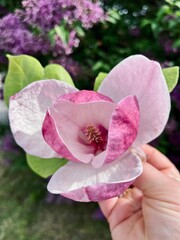 pink magnolia flower