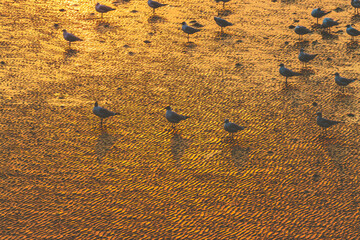 Seagull birds stand on the sand beach at the evening or sunset time.