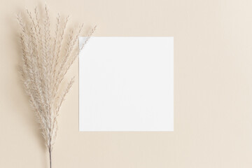 Square invitation card mockup with a reed pampas on the beige table.