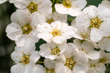 Many Small Flowers Closeup, White Flower Macro Photo, Detailed Flowers Pistils and Stamens