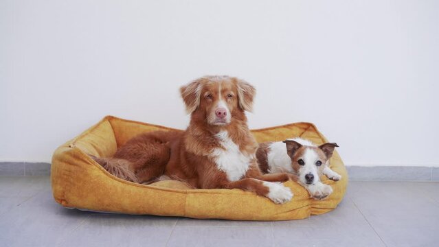 two dogs, small and large, lie on their yellow pet bed against the background of a white wall. Jack Russell Terrier and Nova Scotia Duck Tolling Retriever at home