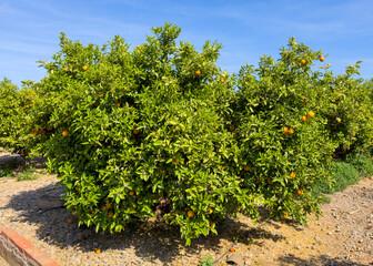 Fototapeta na wymiar Orange tree plantation farm field. Harvest season in Spain. Tangerine plantation on farm. Orange mandarin tree. Orange farm field.