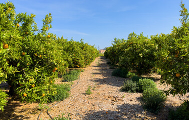 Fototapeta na wymiar Orange tree plantation farm field. Harvest season in Spain. Tangerine plantation on farm. Orange mandarin tree. Orange farm field.