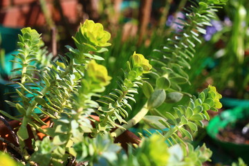 Wilczomlecz mirtowaty Euphorbia myrsinites - obrazy, fototapety, plakaty