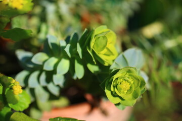 Wilczomlecz mirtowaty Euphorbia myrsinites - obrazy, fototapety, plakaty