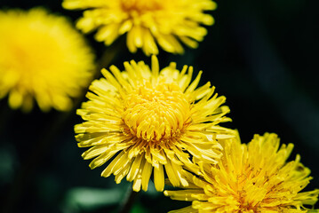 Macro Yellow dandelion flowers at nature green background. Fragility. Springtime. Macro nature. Blooming dandelion. Dreamy artistic image of beauty of nature. medical herb and food ingredient