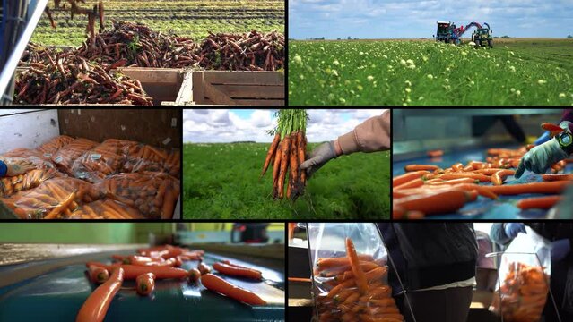 Carrot Production and Postharvest Handling of Carrots - Conceptual Video. Carrot Harvester Unloading On The Go into a Tractor Trailer. Carrot Processing in Packing House Prior Distribution To Market.