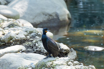 Side view of great cormorant perched on rocks forming a natural dam in the Cap-Rouge river, Quebec City, Quebec, Canada