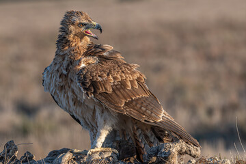 aigle de bonelli