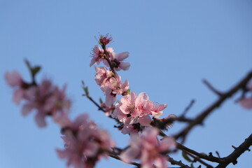 A beautiful view peach, Prunus Persica flowers.