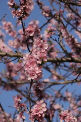 A beautiful view peach, Prunus Persica flowers.