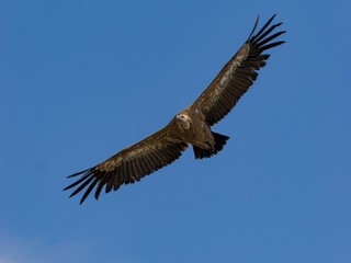 Buitre leonado iberico