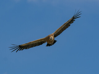 Buitre leonado iberico