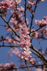 A beautiful view peach, Prunus Persica flowers.