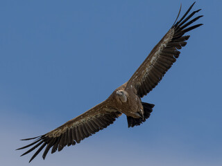 Obraz premium Buitre leonado iberico